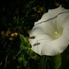 The Living Forest (113) : Hedge Bindweed