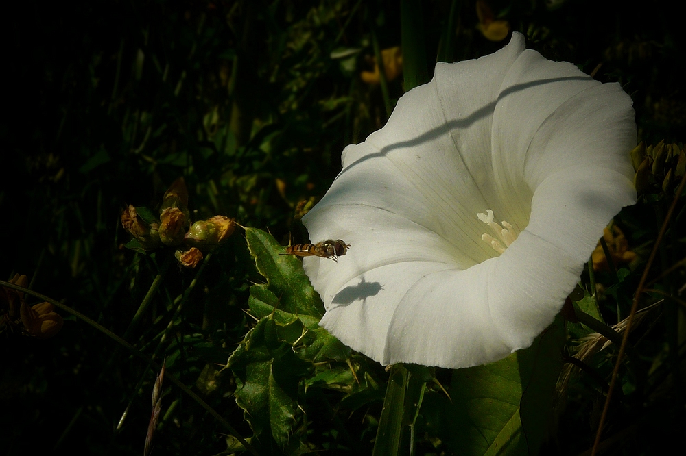 The Living Forest (113) : Hedge Bindweed