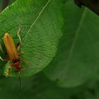 The Living Forest (114) : Red Soldier Beetle