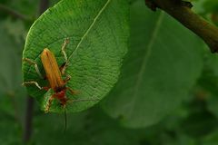 The Living Forest (114) : Red Soldier Beetle