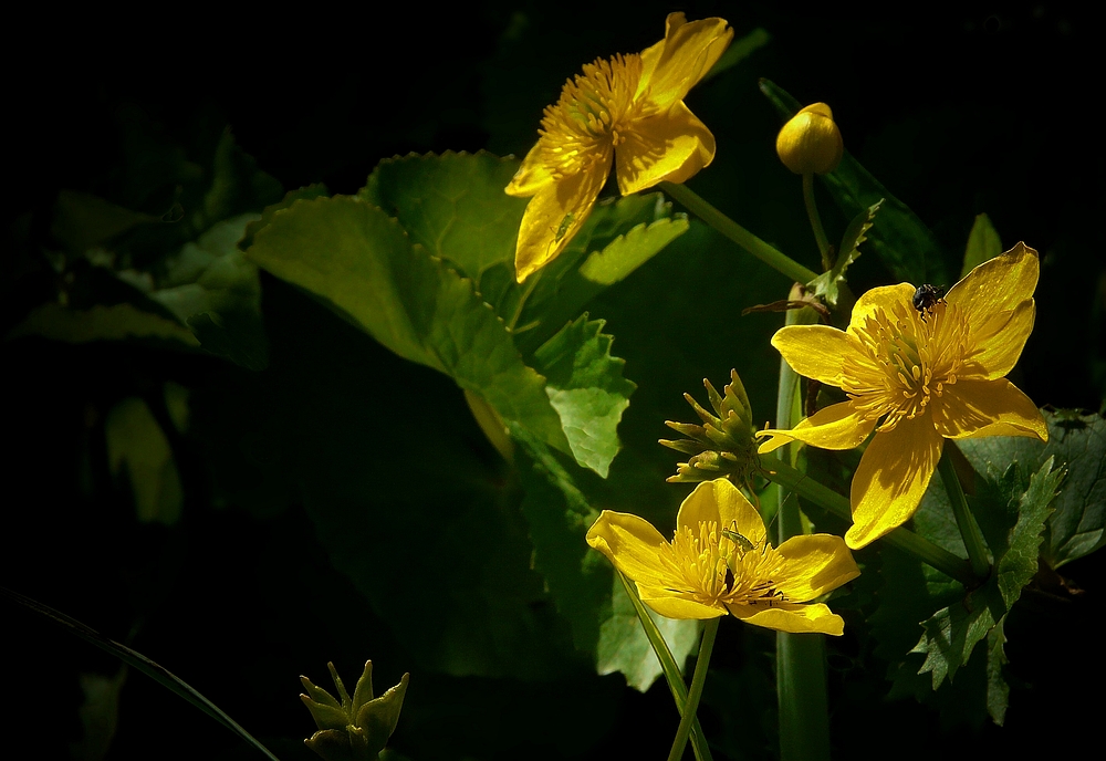 The Living Forest (115) : Marsh Marigold