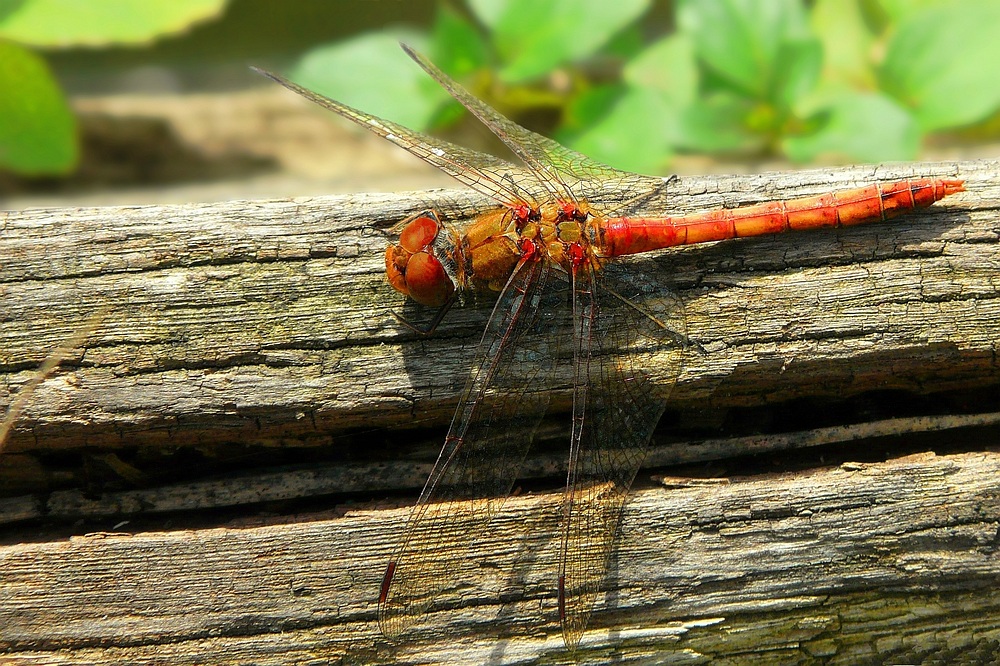 The Living Forest (116) : Ruddy Darter (male)