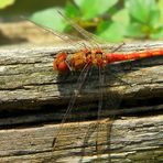 The Living Forest (116) : Ruddy Darter (male)