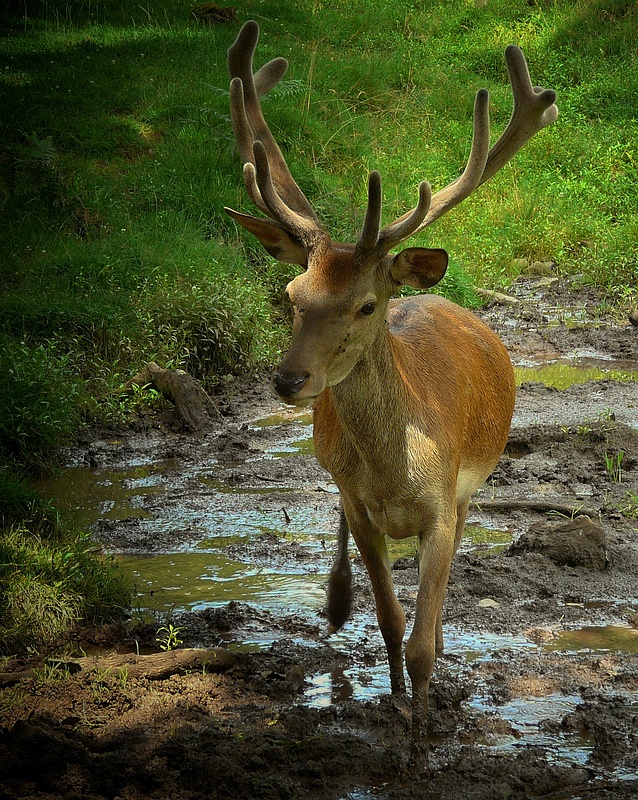 The Living Forest (119) : Red Deer