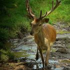 The Living Forest (119) : Red Deer