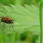 The Living Forest (12) : Flesh fly