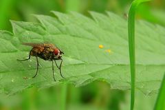 The Living Forest (12) : Flesh fly