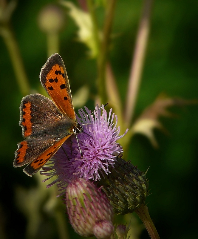 The Living Forest (120) : Small Copper