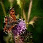 The Living Forest (120) : Small Copper