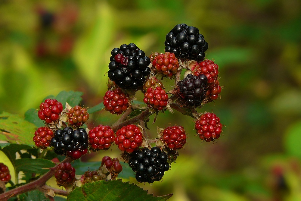 The Living Forest (121) : Blackberries