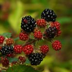 The Living Forest (121) : Blackberries