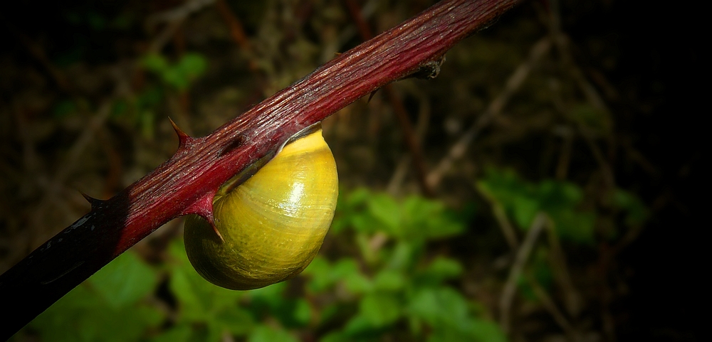 The Living Forest (122) : Grove Snail