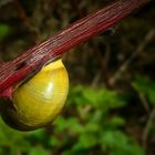 The Living Forest (122) : Grove Snail