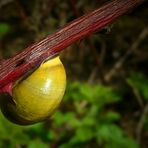 The Living Forest (122) : Grove Snail