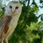 The Living Forest (123) : Barn Owl