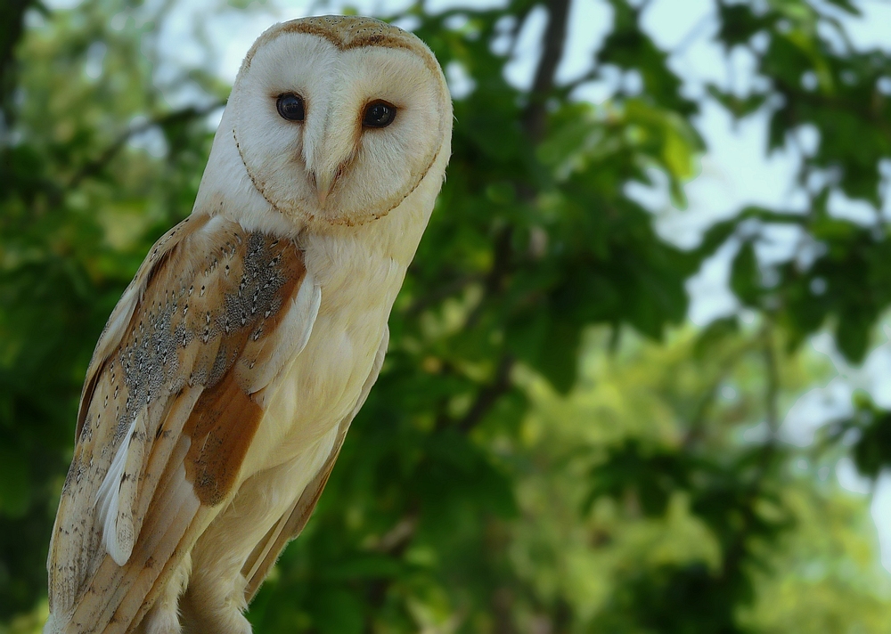 The Living Forest (123) : Barn Owl