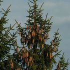 The Living Forest (124) : Norway Spruce
