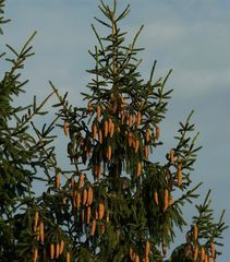 The Living Forest (124) : Norway Spruce