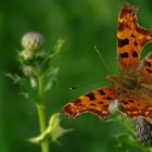 The Living Forest (125) : Comma Butterfly