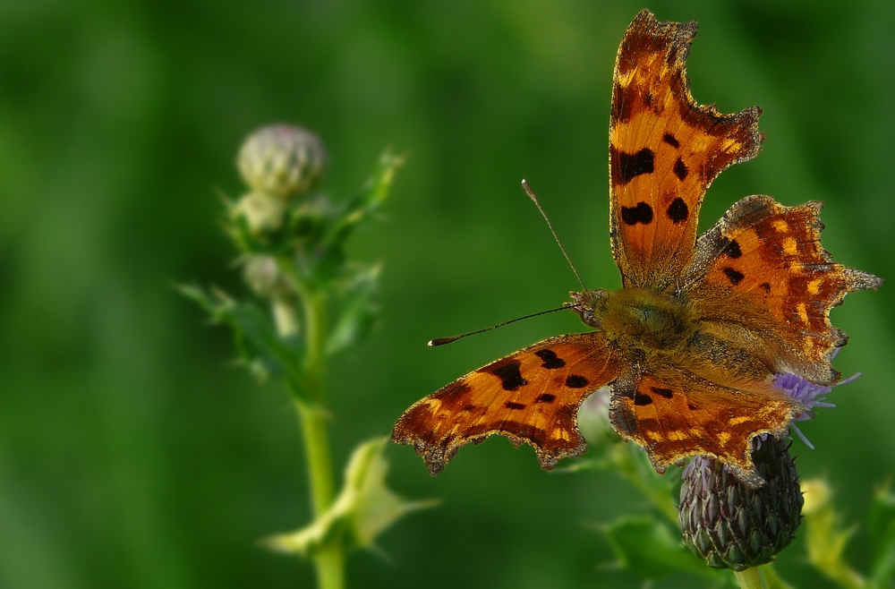The Living Forest (125) : Comma Butterfly