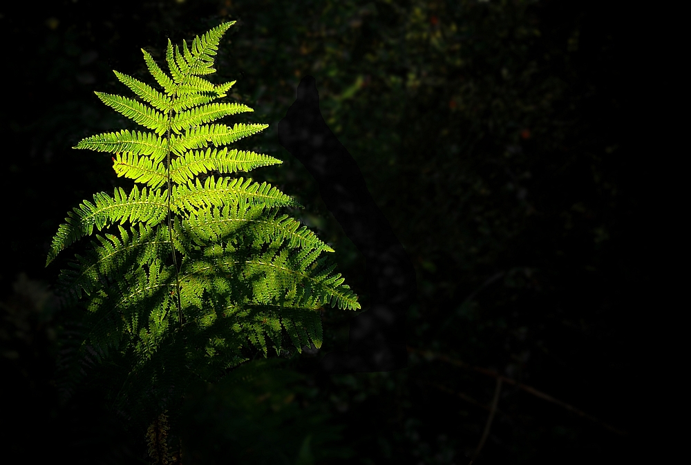 The Living Forest (126) : Bracken