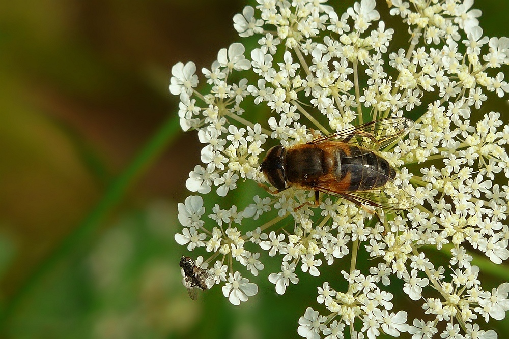 The Living Forest (127) : Drone Fly feeding on Cow Parsley