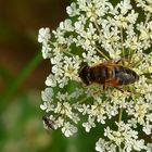 The Living Forest (127) : Drone Fly feeding on Cow Parsley