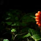 The Living Forest (129) : Cuckoo Pint