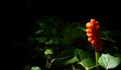 The Living Forest (129) : Cuckoo Pint