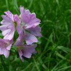 The Living Forest (13) : wild Musk-mallow
