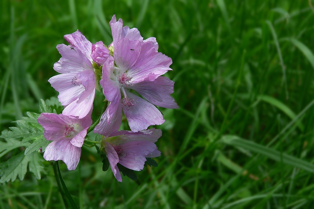 The Living Forest (13) : wild Musk-mallow