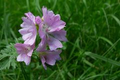 The Living Forest (13) : wild Musk-mallow