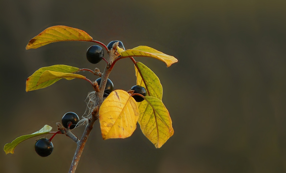 The Living Forest (131) : Alder Buckthorn