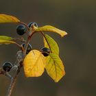 The Living Forest (131) : Alder Buckthorn