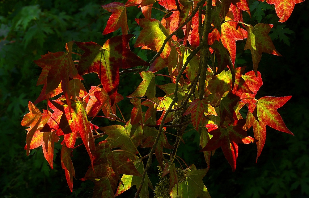 The Living Forest (131) : American Sweetgum