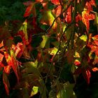 The Living Forest (131) : American Sweetgum