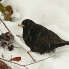 The Living Forest (133) : Blackbird