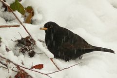 The Living Forest (133) : Blackbird