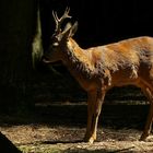 The Living Forest (133) : Roe Deer
