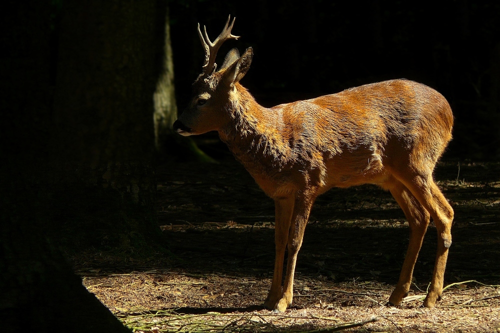 The Living Forest (133) : Roe Deer