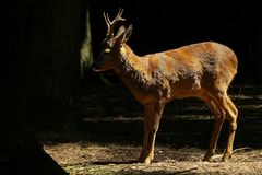 The Living Forest (133) : Roe Deer