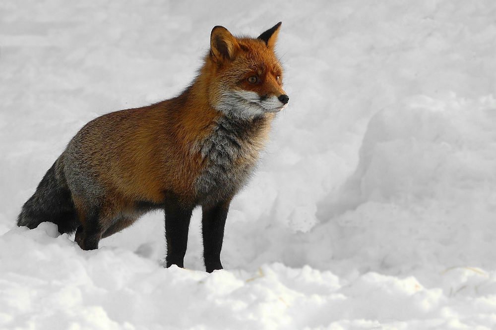 The Living Forest (135) : Red Fox