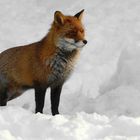 The Living Forest (135) : Red Fox