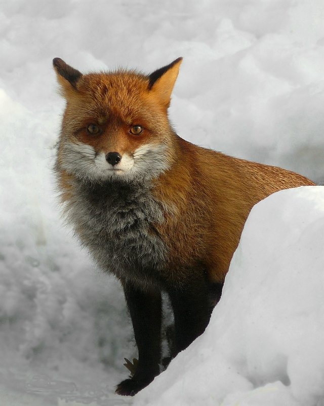 The Living Forest (136) : Red Fox