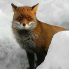 The Living Forest (136) : Red Fox