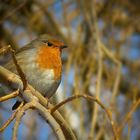 The Living Forest (137) : Robin