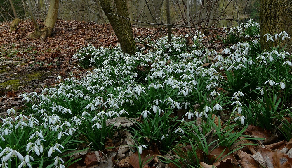 The Living Forest (138) : Snowdrops