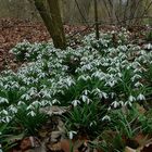 The Living Forest (138) : Snowdrops