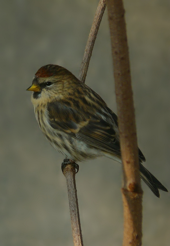 The Living Forest (139) : Common Redpoll