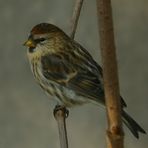 The Living Forest (139) : Common Redpoll